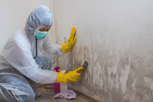  Raleigh Hills, OR Mold Removal Pros