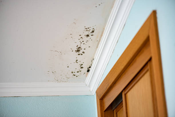 Best Fast Mold Removal  in Raleigh Hills, OR