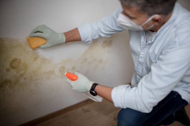 Best Best Mold Removal Companies  in Raleigh Hills, OR
