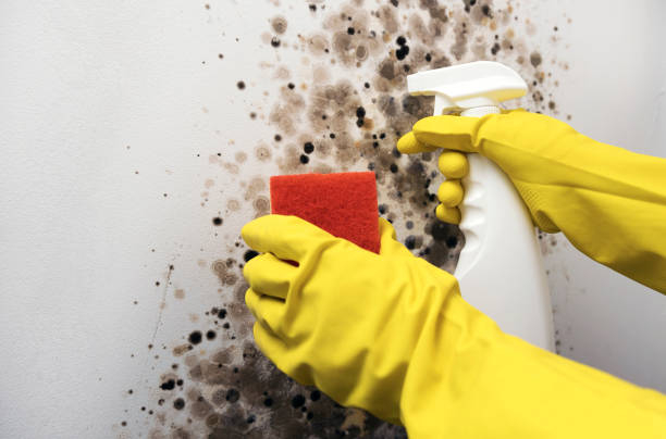 Best Toxic Mold Removal  in Raleigh Hills, OR