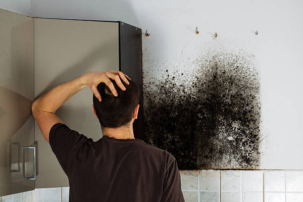 Best Attic Mold Removal  in Raleigh Hills, OR