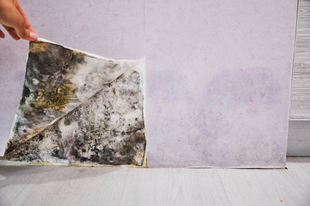 Best Professional Mold Removal  in Raleigh Hills, OR